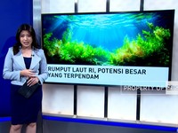 Rumput Laut RI, Potensi Besar Yang Terpendam