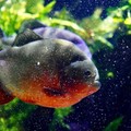 Ikan Piranha. (Dok Pexels)