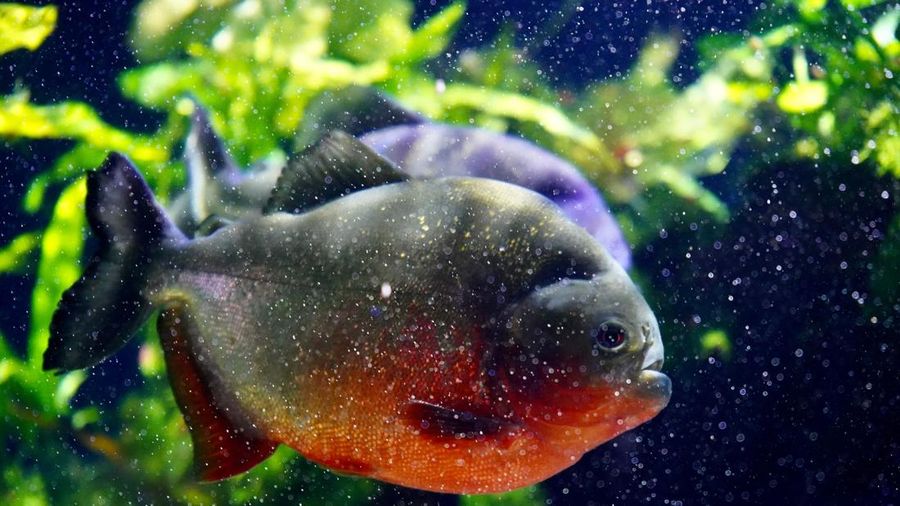 Ikan Piranha. (Dok Pexels)