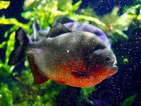 Ikan Piranha. (Dok Pexels)