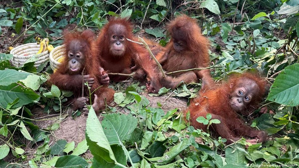 Jejak Perdagangan Ilegal dari Satwa Langka di India