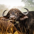 Kerbau Afrika. (Dok. Pexels)