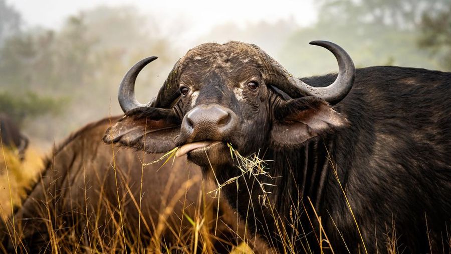 Kerbau Afrika. (Dok. Pexels)