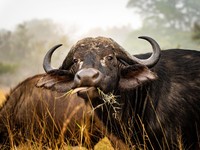 Kerbau Afrika. (Dok. Pexels)