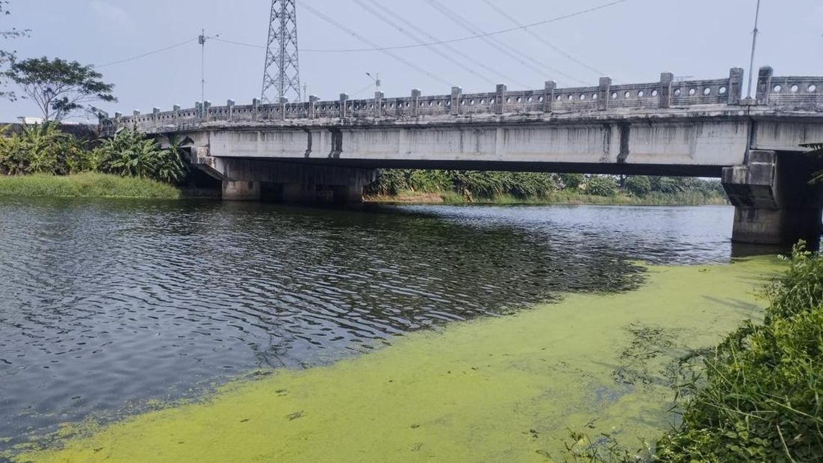 DLH DKI Bersihkan Aliran Kanal Banjir Timur yang Menghijau Bak Matca