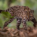 A Leopardus tilcayo cat, a newly identified species through research led by National Geographic Explorer Paola Nogales Ascarrunz, walks at the Senda Verde animal refuge in the Yungas region, Bolivia, September 1, 2026. Fernando Faciole/National Geogr