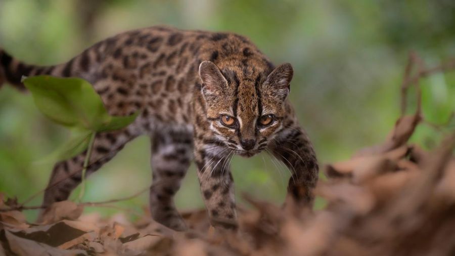 A Leopardus tilcayo cat, a newly identified species through research led by National Geographic Explorer Paola Nogales Ascarrunz, walks at the Senda Verde animal refuge in the Yungas region, Bolivia, September 1, 2026. Fernando Faciole/National Geogr