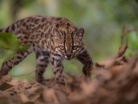 A Leopardus tilcayo cat, a newly identified species through research led by National Geographic Explorer Paola Nogales Ascarrunz, walks at the Senda Verde animal refuge in the Yungas region, Bolivia, September 1, 2026. Fernando Faciole/National Geogr