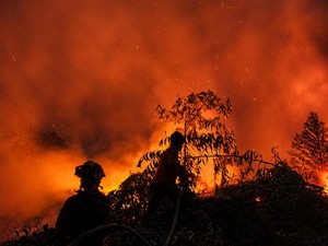 Karhutla Jambi Meluas, KKI Warsi Catat Telah Capai 20,8 Ribu Hektare