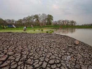 Apa Itu Fenomena El Nino Sangat Kuat yang Disebut-sebut BMKG?
