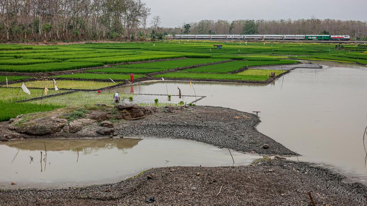Waduk Saradan Menyusut, Petani Manfaatkan Lahan untuk Tanam Padi