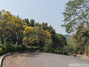 Cantiknya Jalan di Dago Atas Berhias Bunga Tabebuya