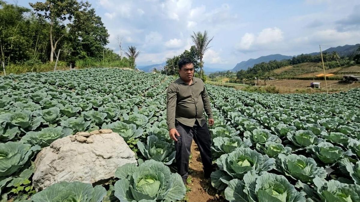 HDDAP Dorong Ekspor Kubis Dairi ke Asia, Petani Bisa Untung 3 Kali Lipat