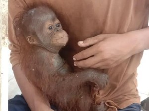 Nasib Dinas, Anak Orang Utan yang Ditemukan Lemas di Lamandau