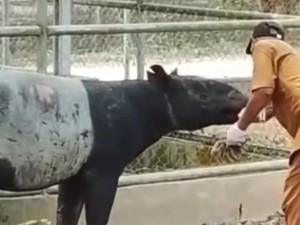 Video: Ditemukan Tapir di Perkebunan Sawit di Mesuji, Kini Dirawat di Taman Kehati