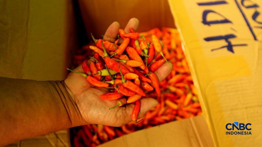 Pedagang cabai menunggu pembeli di Pasar Kramat Jati, Jakarta, Senin (21/8/2026). (CNBC Indonesia/Tri Susilo)