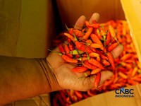 Pedagang cabai menunggu pembeli di Pasar Kramat Jati, Jakarta, Senin (21/8/2026). (CNBC Indonesia/Tri Susilo)