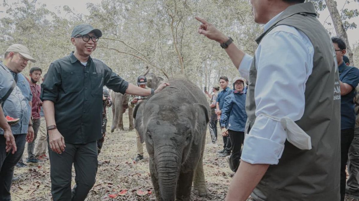 Pemprov Lampung Dorong Keseimbangan Konservasi Gajah-Aktivitas Masyarakat