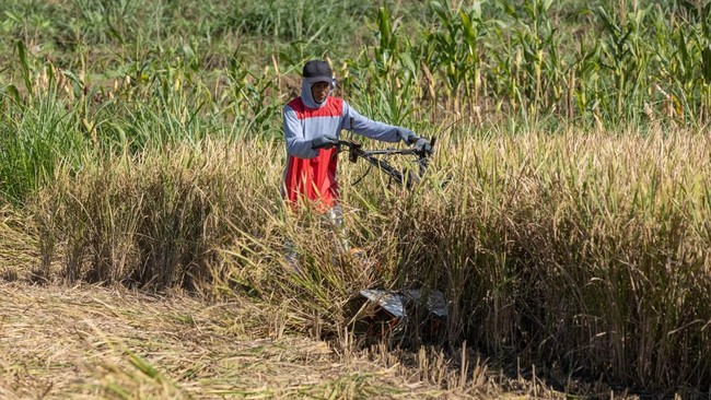Tembakau dan Harapan Baru di Musim Kemarau Bagi Petani Wonogiri