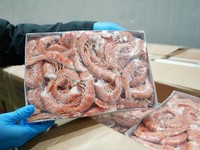 Kementerian Kelautan dan Perikanan (KKP) mengamankan sebanyak 1.048 ton udang impor yang diduga tidak sesuai peruntukan dan tersebar di sejumlah wilayah Jawa Timur. (Dok. Humas KKP)