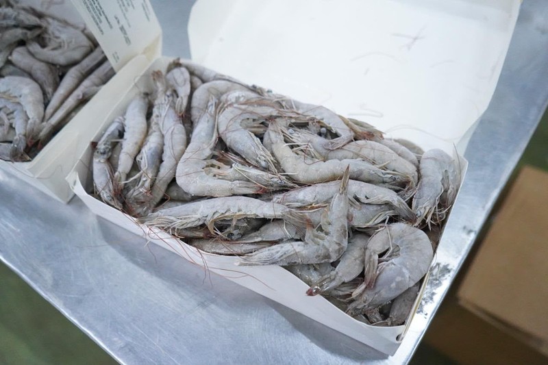 Kementerian Kelautan dan Perikanan (KKP) mengamankan sebanyak 1.048 ton udang impor yang diduga tidak sesuai peruntukan dan tersebar di sejumlah wilayah Jawa Timur. (Dok. Humas KKP)