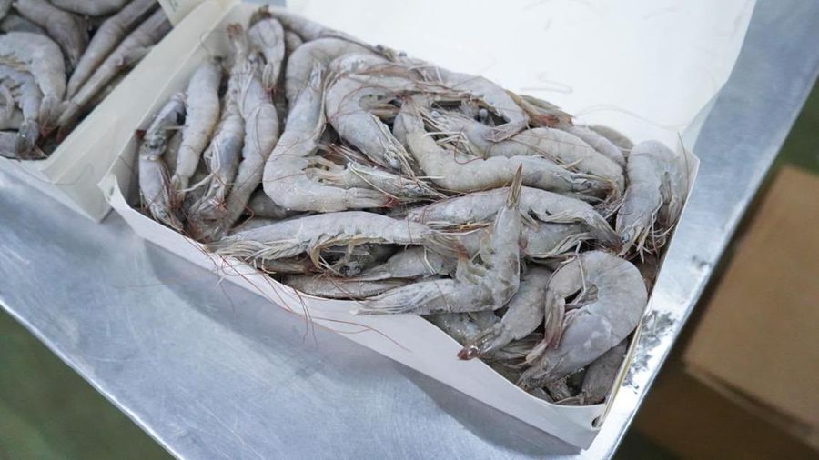 Kementerian Kelautan dan Perikanan (KKP) mengamankan sebanyak 1.048 ton udang impor yang diduga tidak sesuai peruntukan dan tersebar di sejumlah wilayah Jawa Timur.