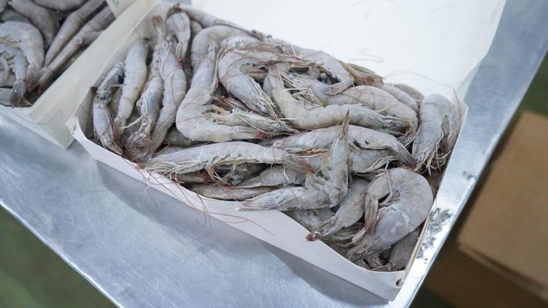 Kementerian Kelautan dan Perikanan (KKP) mengamankan sebanyak 1.048 ton udang impor yang diduga tidak sesuai peruntukan dan tersebar di sejumlah wilayah Jawa Timur.