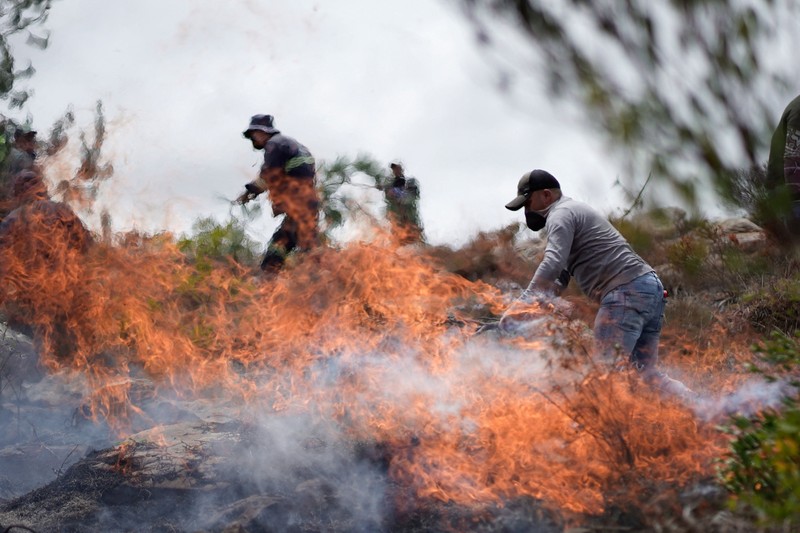 Warga menggunakan ranting pohon untuk memadamkan kobaran api saat berjuang memadamkan kebakaran hutan di Villa de Leyva, Kolombia, pada 21 September 2026. (REUTERS/Sergio Acero)