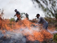 Warga menggunakan ranting pohon untuk memadamkan kobaran api saat berjuang memadamkan kebakaran hutan di Villa de Leyva, Kolombia, pada 21 September 2026. (REUTERS/Sergio Acero)