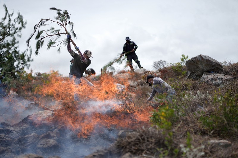Warga menggunakan ranting pohon untuk memadamkan kobaran api saat berjuang memadamkan kebakaran hutan di Villa de Leyva, Kolombia, pada 21 September 2026. (REUTERS/Sergio Acero)