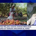Genjot Produksi Kakao Lokal, Petani Butuh Akses Pupuk, Bibit Unggul - Akses Pembiayaan