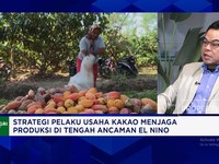 Genjot Produksi Kakao Lokal, Petani Butuh Akses Pupuk, Bibit Unggul - Akses Pembiayaan