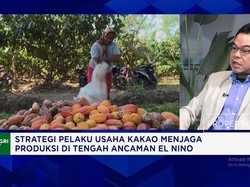 Genjot Produksi Kakao Lokal, Petani Butuh Akses Pupuk, Bibit Unggul - Akses Pembiayaan