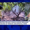 Harga Kakao Melonjak, Petani Lokal Makin Sejahtera & Rajin Rawat Kebun?