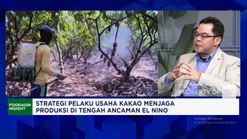 Harga Kakao Melonjak, Petani Lokal Makin Sejahtera & Rajin Rawat Kebun?