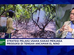 Harga Kakao Melonjak, Petani Lokal Makin Sejahtera & Rajin Rawat Kebun?