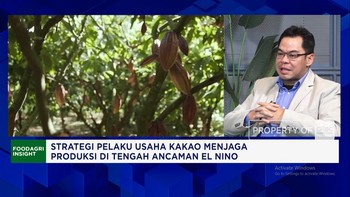 Kemarau Panjang - Hama Penyakit Ganggu Produksi Kakao Lokal, Pengusaha Bilang Begini