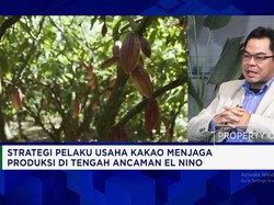 Kemarau Panjang - Hama Penyakit Ganggu Produksi Kakao Lokal, Pengusaha Bilang Begini