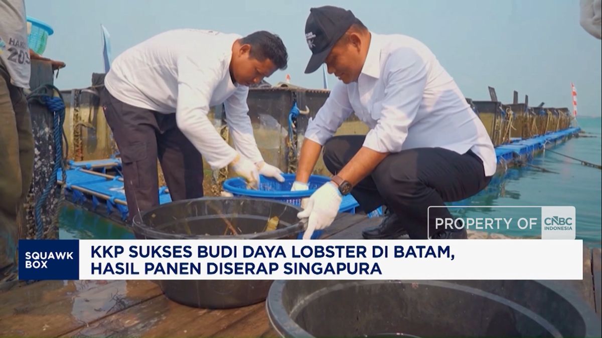 Lobster Farming in Batam Succeeds, Harvest Exported to Singapore