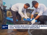 KKP Sukses Budi Daya Lobster di Batam, Hasil Panen Diserap Singapura