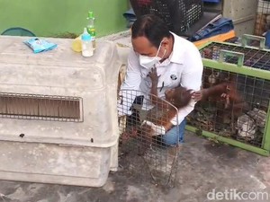 2 Bayi Orang Utan Dinas dan Mumi Masih Dirawat di BKSDA Pangkalan Bun