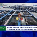 Incar Ekspor Lobster ke China & Jepang, KKP Perluas Budi Daya ke Situbondo - Lombok