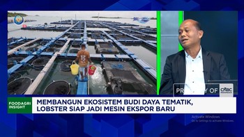 Incar Ekspor Lobster ke China & Jepang, KKP Perluas Budi Daya ke Situbondo - Lombok