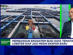 Incar Ekspor Lobster ke China & Jepang, KKP Perluas Budi Daya ke Situbondo - Lombok