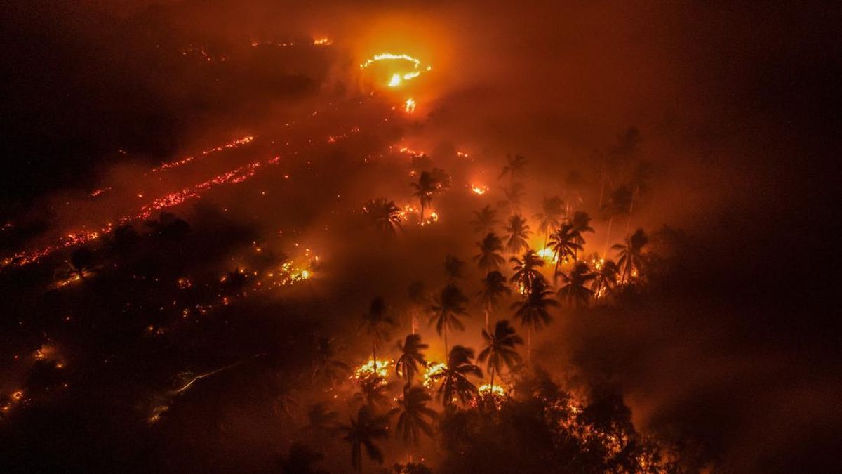 Kebakaran Hutan Tak Cuma Rusak Daratan, Sungai dan Ikan Terdampak — NadiKabar.com