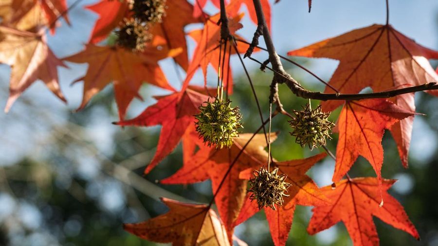 Tanaman sweetgum