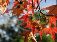 Tanaman sweetgum