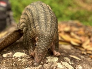 Trenggiling Terjerat Pukat Warga, Diduga Keluar Habitat karena Karhutla