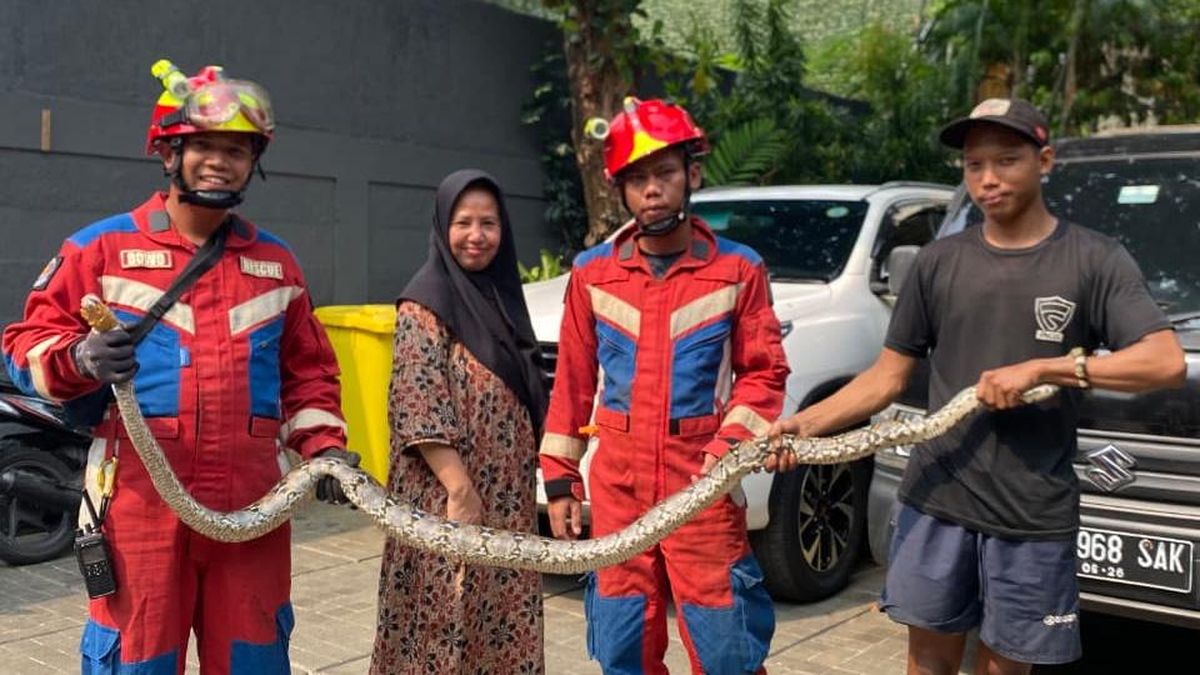 Tukang Kebun di Kemang Terkejut Ada Sanca 3 Meter saat Bersihkan Pekarangan — NadiKabar.com