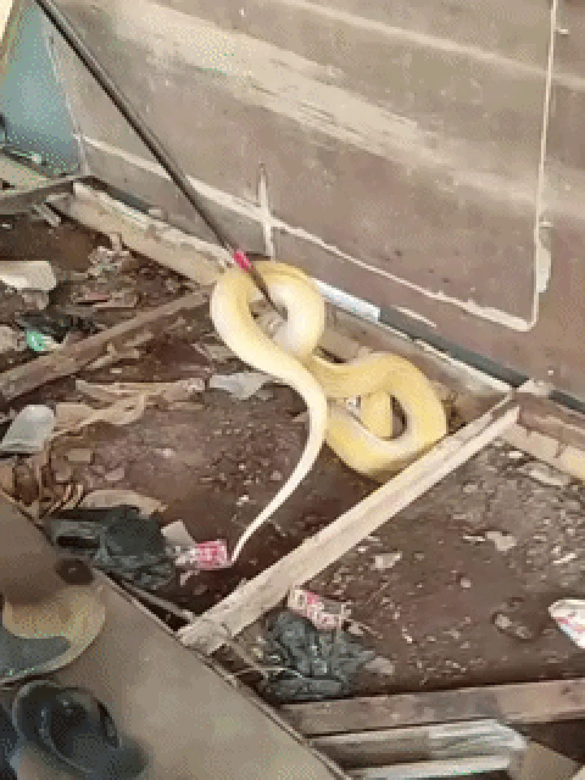 Heboh Sanca Albino 3 Meter Tiba-tiba Muncul di Rumah Warga Depok — NadiKabar.com